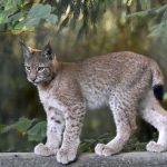 © Lynx - Zoo de Servion - Danny Schaer