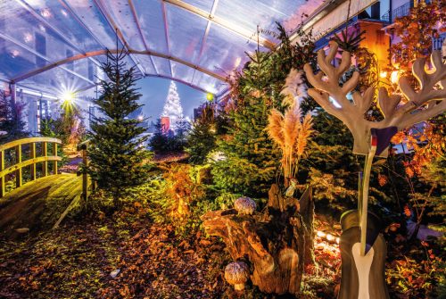 Les Féériques - La Forêt Enchantée