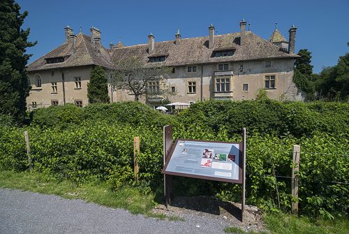 Sentier découverte du château et du vignoble de Ripaille