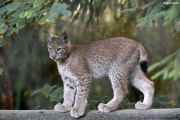 © Lynx - Zoo de Servion - Danny Schaer