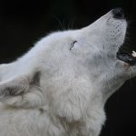 © Loup arctique - Zoo de Servion