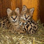 © Serval - Zoo de Servion