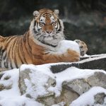 © Tigre de Sibérie - Zoo de Servion