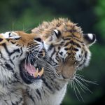 © Tigre de Sibérie - Zoo de Servion