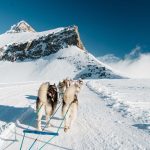 © Chiens de traîneaux au Glacier 3000 - Glacier 3000