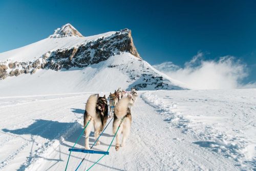 Chiens de traîneaux au Glacier 3000