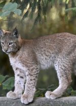 Animations vacances de Pâques au zoo de Servion