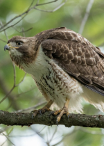 Sortie ornithologie