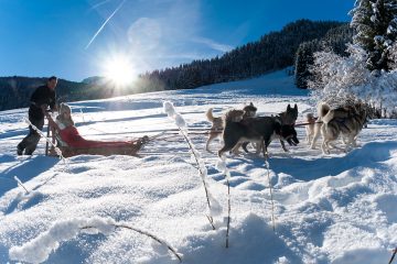 © Chiens de traineau - Yvan Tisseyre/OT Vallée d'Aulps