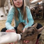 © Visite de la Chèvrerie des Thoules_La Chapelle-d'Abondance - Chèvrerie des Thoules - CRUZ-MERMY Caroline et Gérard