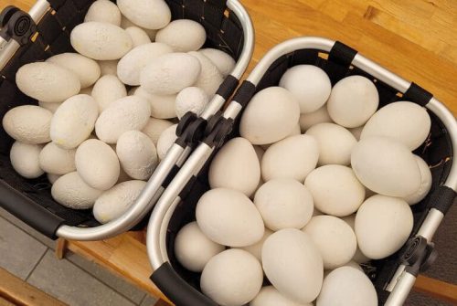 Chasse aux oeufs au Tropiquarium