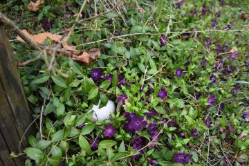 Chasse aux oeufs au Tropiquarium_Servion
