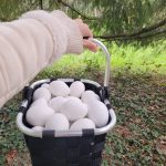 Chasse aux oeufs au Tropiquarium_Servion