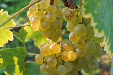 © Le Chasselas est roi ! - O.Canelli