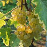 © Le Chasselas est roi ! - O.Canelli