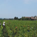 © Les Vendanges - O. Canelli