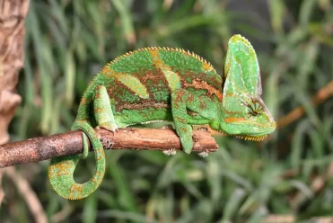 Le Tropiquarium de Servion