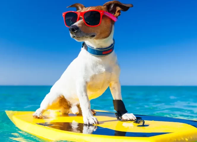 Voyager avec son chien autour du Léman