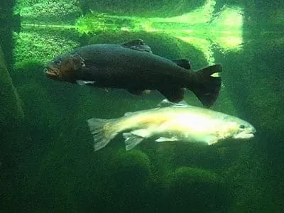 Poissons du lac Léman