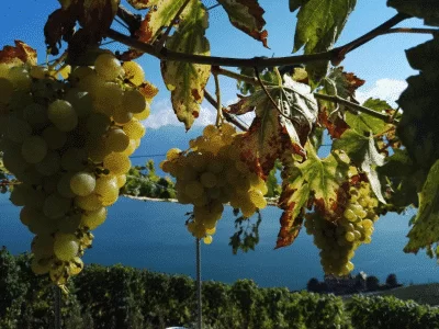 Raisin, vignes sur le lac Léman